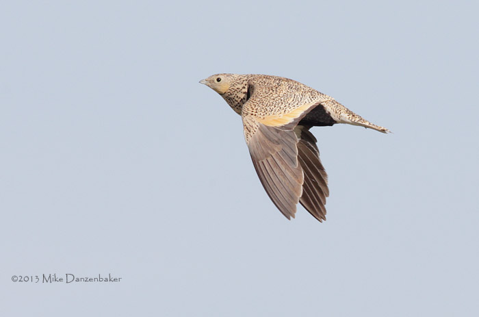 Black-bellied Sandgrouse (Pterocles orientalis) photo