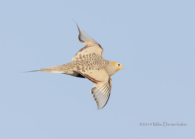 Pallas's Sandgrouse (Syrrhaptes paradoxus) photo