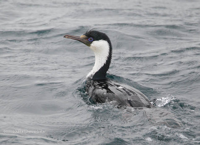 Imperial (Blue-eyed) Shag (Phalacrocorax atriceps) photo