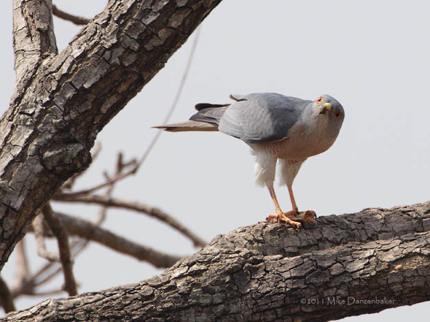 Shikra (Accipiter badius) photo