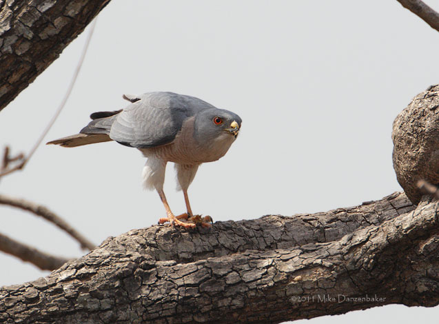 Shikra (Accipiter badius) photo