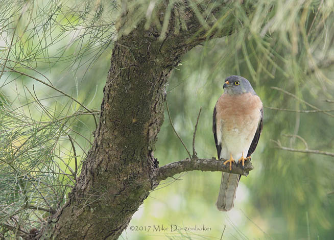 Chinese Sparrowhawk (Accipiter soloensis) photo
