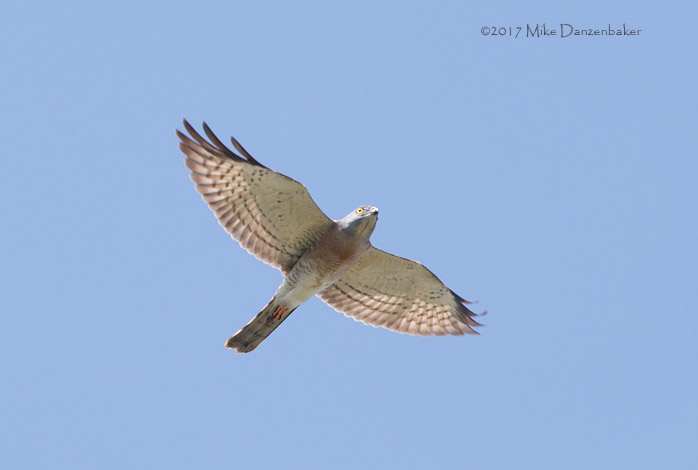 Chinese Sparrowhawk (Accipiter soloensis) photo