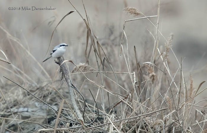 Chinese Grey Shrike (Lanius sphenocercus) photo
