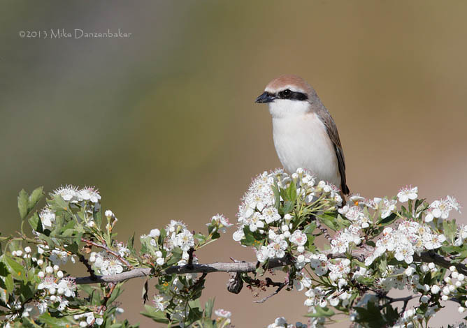 Isabelline Shrike (Lanius isabellinus) photo