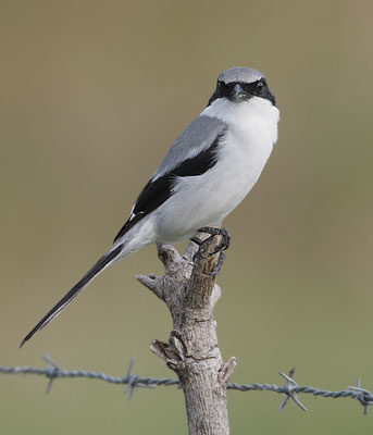 Loggerhead Shrike (Lanius ludovicianus) photo