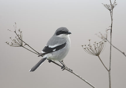 Loggerhead Shrike (Lanius ludovicianus) photo