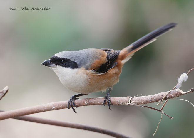 Long-tailed Shrike (Lanius schach) photo