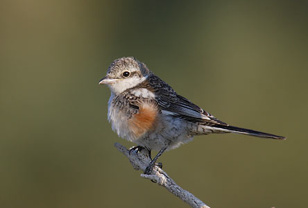 Masked Shrike (Lanius nubicus) photo