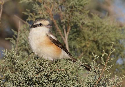 Masked Shrike (Lanius nubicus) photo