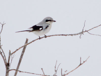 Northern Shrike (Lanius excubitor) photo
