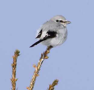 Northern Shrike (Lanius excubitor) photo