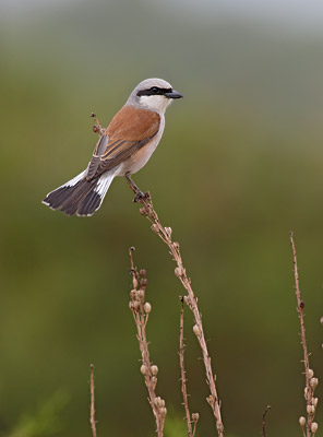Red-backed Shrike (Lanius collurio) photo