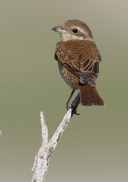 Red-backed Shrike (Lanius collurio) photo