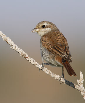 Red-backed Shrike (Lanius collurio) photo