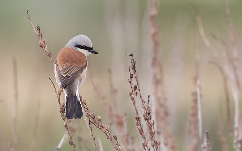 Red-backed Shrike (Lanius collurio) photo