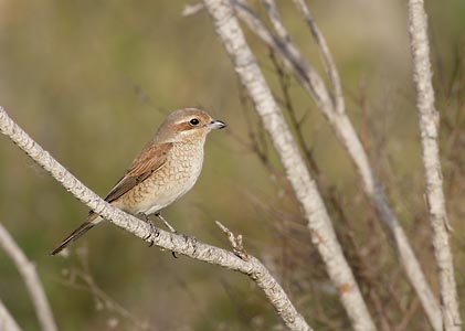 Red-backed Shrike (Lanius collurio) photo