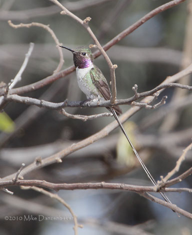 Peruvian Sheartail (Thaumastura cora) photo