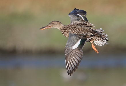 Northern Shoveler (Anas clypeata) photo