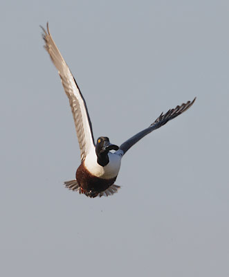 Northern Shoveler (Anas clypeata) photo