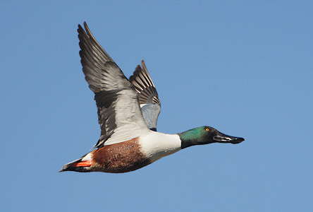 Northern Shoveler (Anas clypeata) photo