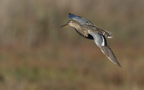 Northern Shoveler (Anas clypeata) photo