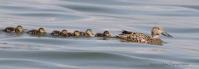 Red Shoveler (Anas platalea) photo