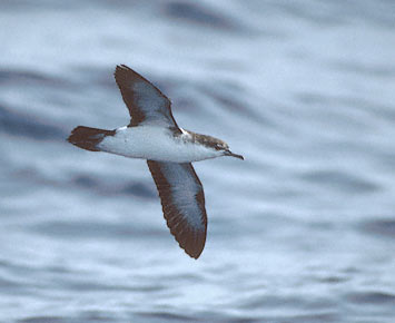 Audubon's Shearwater (Puffinus lherminieri) photo image
