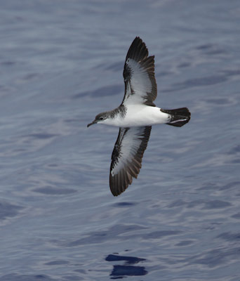 Bannerman's Shearwater (Puffinus bannermani) photo