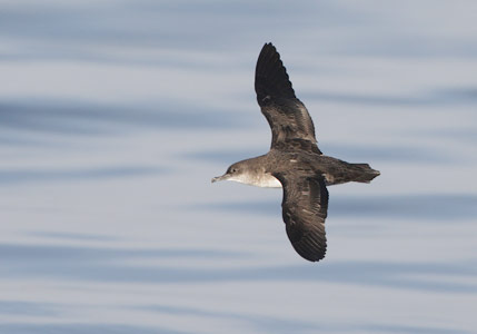 Black-vented Shearwater (Puffinus opisthomelas) photo