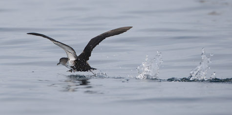 Black-vented Shearwater (Puffinus opisthomelas) photo