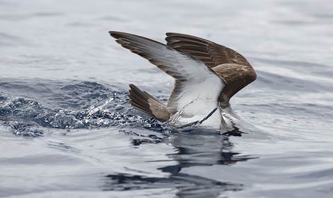 Buller's Shearwater (Puffinus bulleri) photo
