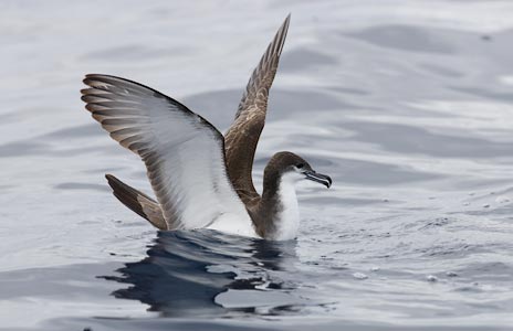 Buller's Shearwater (Puffinus bulleri) photo