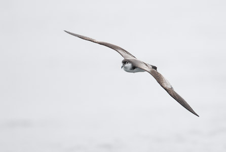 Buller's Shearwater (Puffinus bulleri) photo