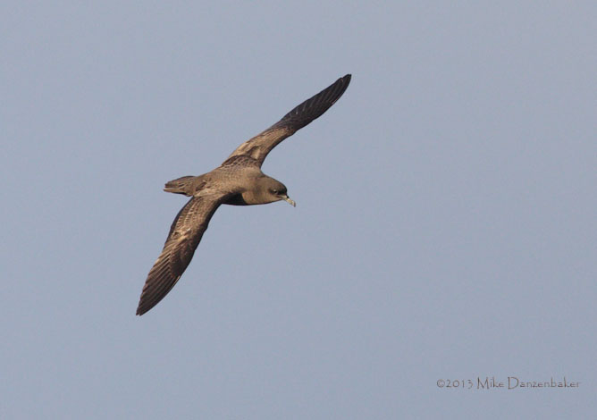Christmas Shearwater (Puffinus nativitatis) photo