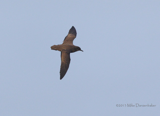 Christmas Shearwater (Puffinus nativitatis) photo