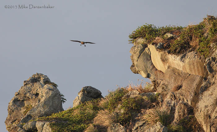 Christmas Shearwater (Puffinus nativitatis) photo