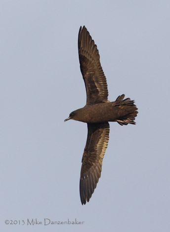 Christmas Shearwater (Puffinus nativitatis) photo