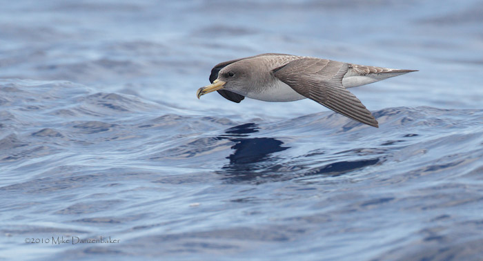 Cory's Shearwater (Calonectris diomedea) photo