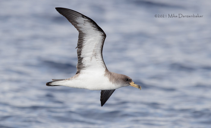 Cory's Shearwater (Calonectris diomedea) photo