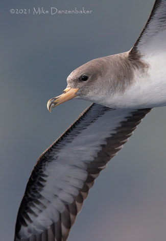Cory's Shearwater (Calonectris diomedea) photo