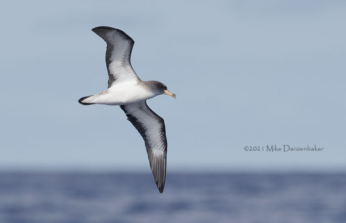Cory's Shearwater (Calonectris diomedea) photo