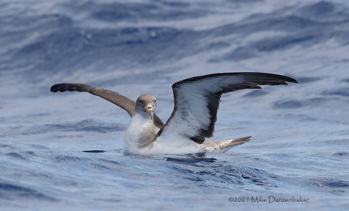 Cory's Shearwater (Calonectris diomedea) photo