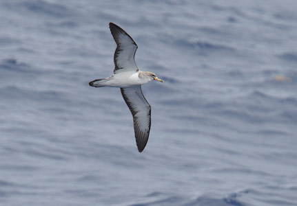 Cory's Shearwater (Calonectris diomedea) photo