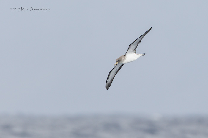 Cory's Shearwater (Calonectris diomedea) photo