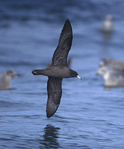 Flesh-footed Shearwater (Puffinus carneipes) photo image