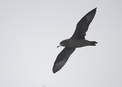 Flesh-footed Shearwater (Puffinus carneipes) photo