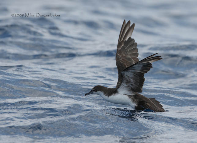 Galapagos Shearwater (Puffinus subalaris) photo
