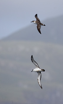 Greater Shearwater (Puffinus gravis) photo