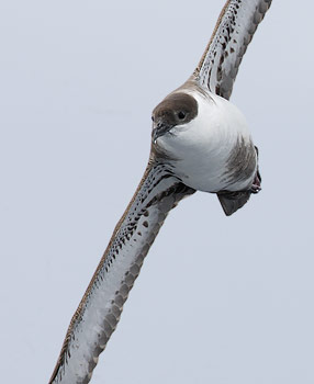 Greater Shearwater (Puffinus gravis) photo